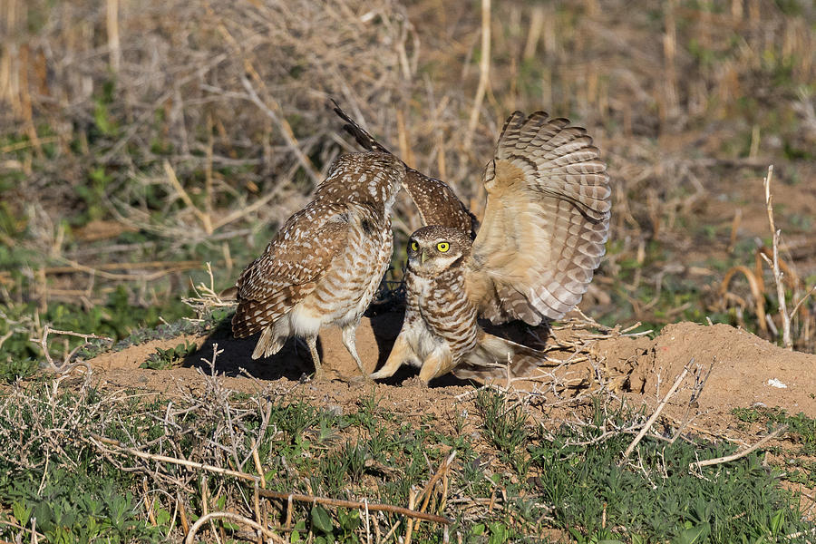 Female Burrowing Owl Joins Her Mate Photograph by Tony Hake