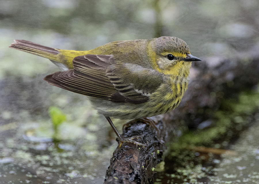 Female Cape May Warbler Photograph by Wade Aiken