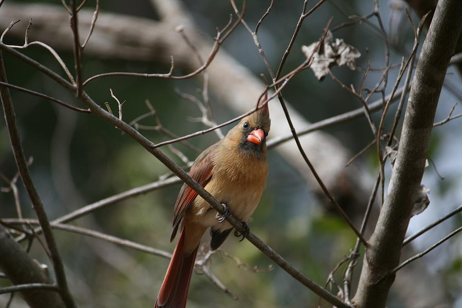 Nature Photograph - Cardinal on a limb by Cathy Harper