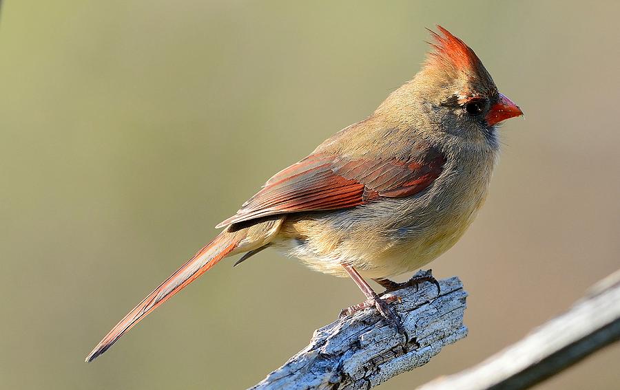 Cardinal Photograph - Female Cardinal 3 by Todd Hostetter