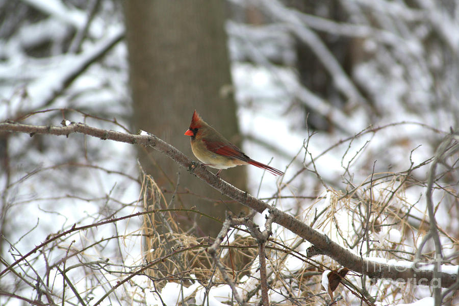 Female Cardinal Photograph by Alyce Taylor