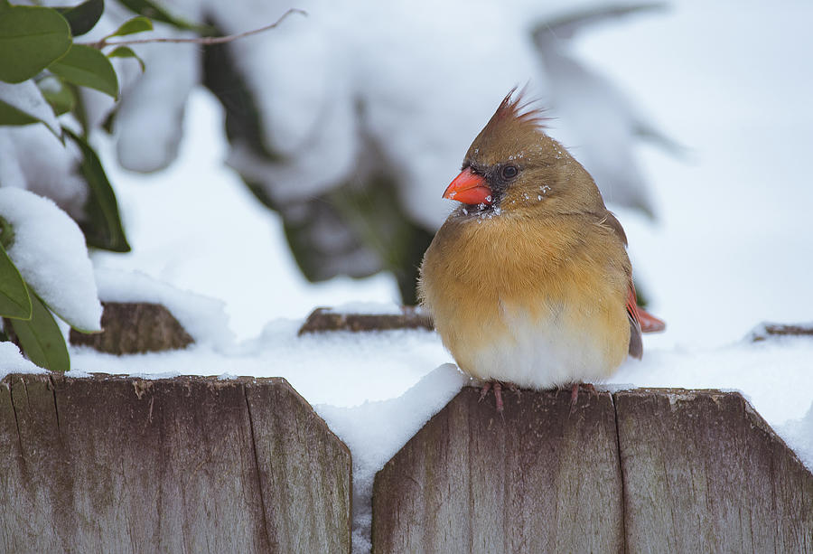 Female Cardinal by Amanda Rimmer Female Cardinal by Amanda Rimmer