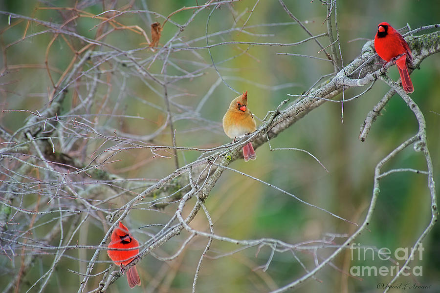 Female Cardinal and Friends Photograph by David Arment