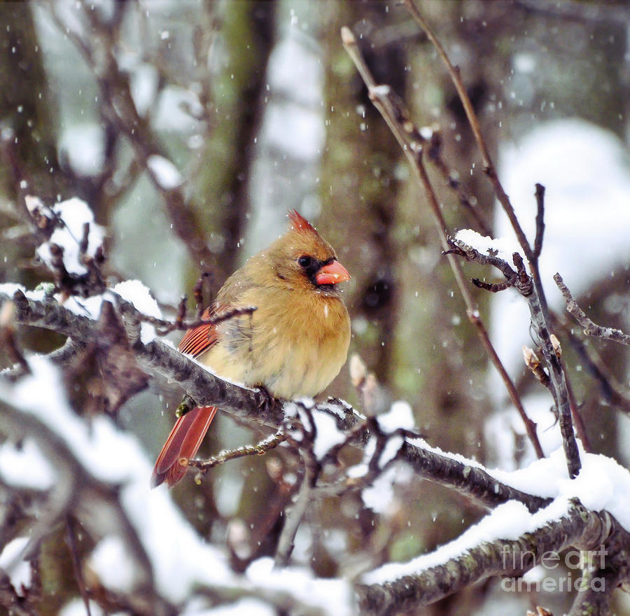 Female Cardinal As the Snow Falls  Photograph by Kerri Farley
