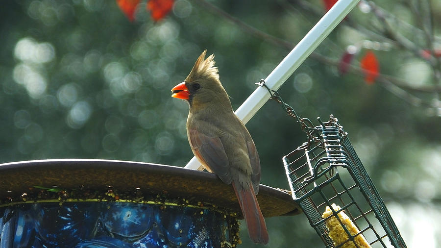 Female Cardinal at the Feeder Photograph by Judy Wanamaker