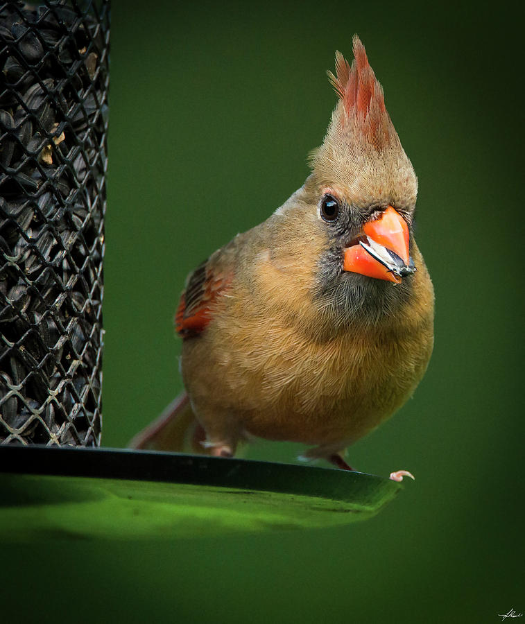 Bird Photograph - Female Cardinal at the Feeder by Phil And Karen Rispin