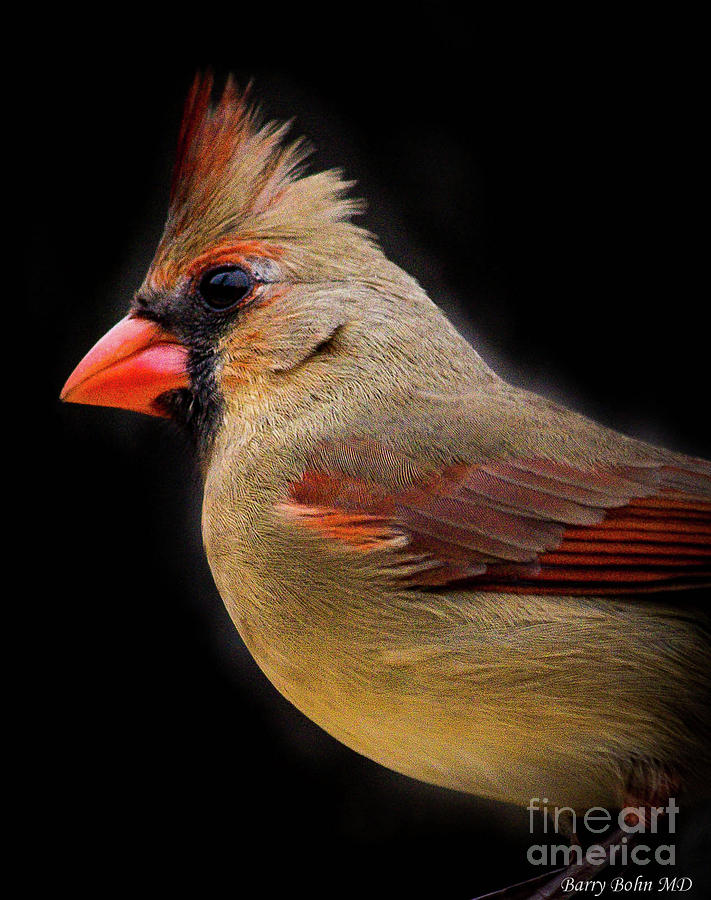 Female cardinal Photograph by Barry Bohn