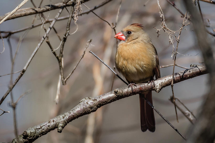 Female Cardinal basking in sun Photograph by Gary E Snyder