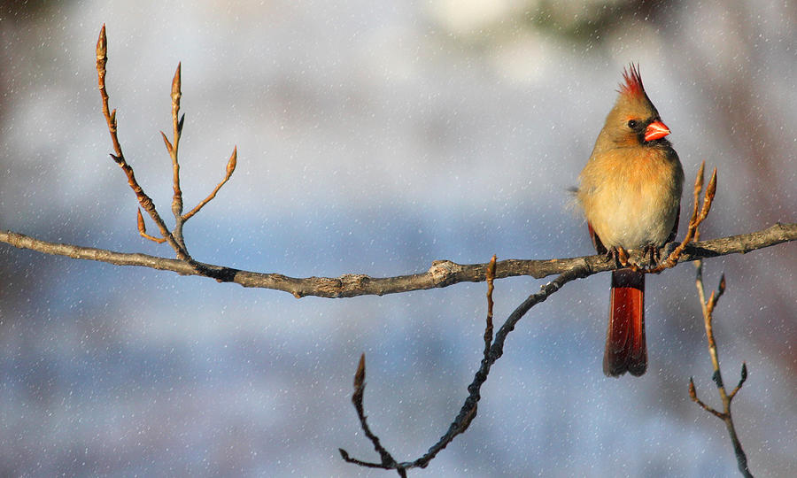 Female Cardinal Photograph by Brook Burling