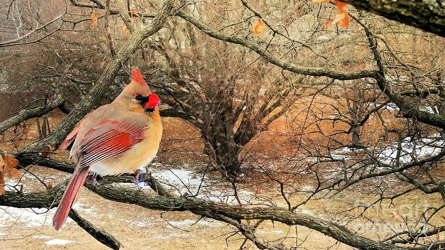 Female Cardinal Caught in the Snow Photograph by Janette Boyd