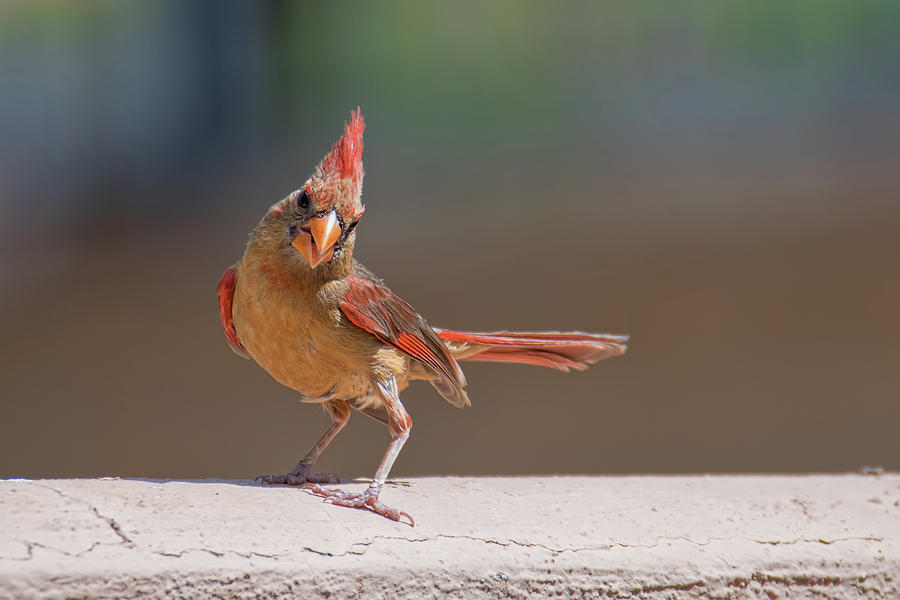 Female Cardinal Photograph by Dan McManus