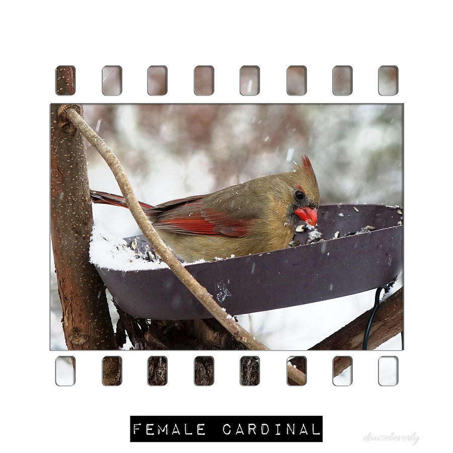Female Cardinal  Photograph by Denise Beverly