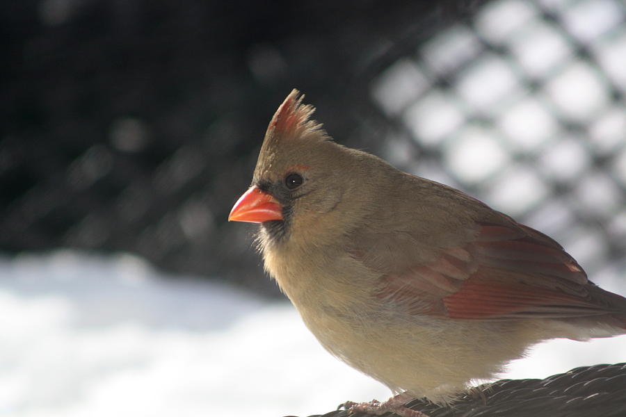 Cardinal Photograph - Female Cardinal by Diane Merkle
