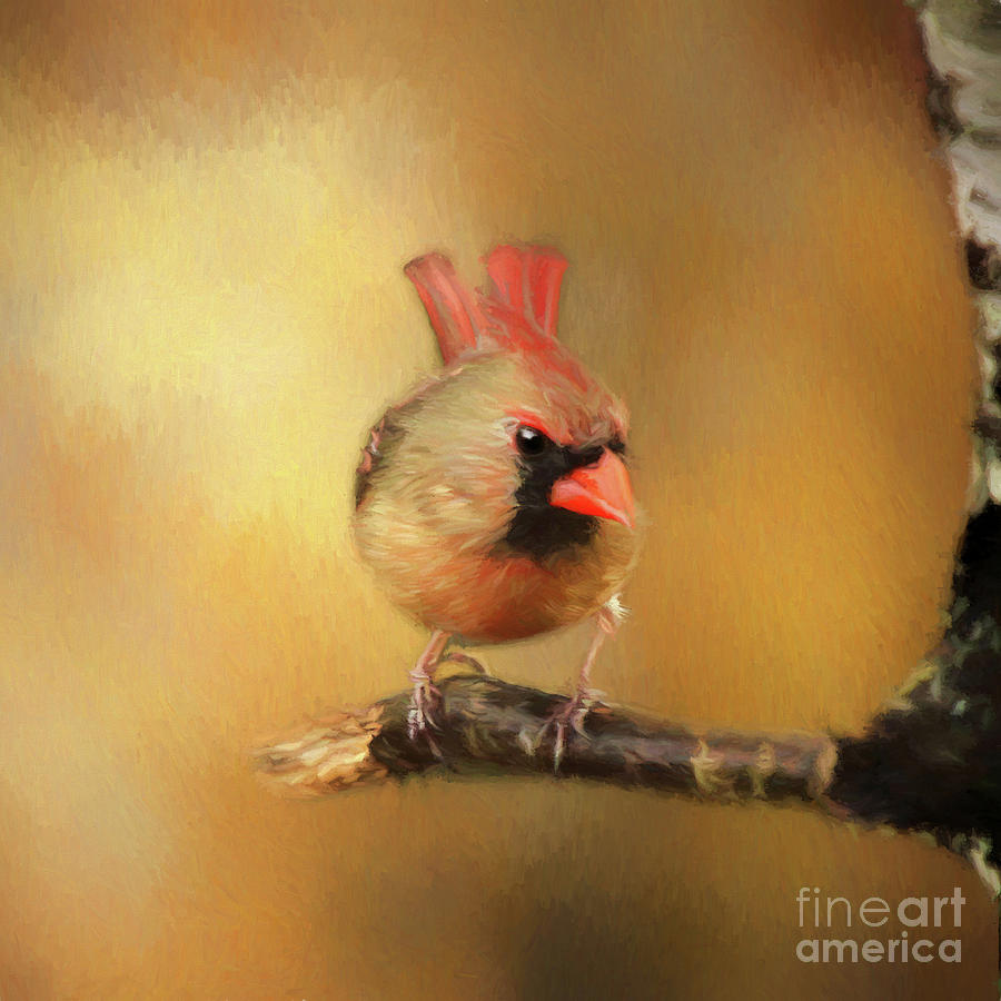 Female Cardinal Excited for Spring Photograph by Darren Fisher