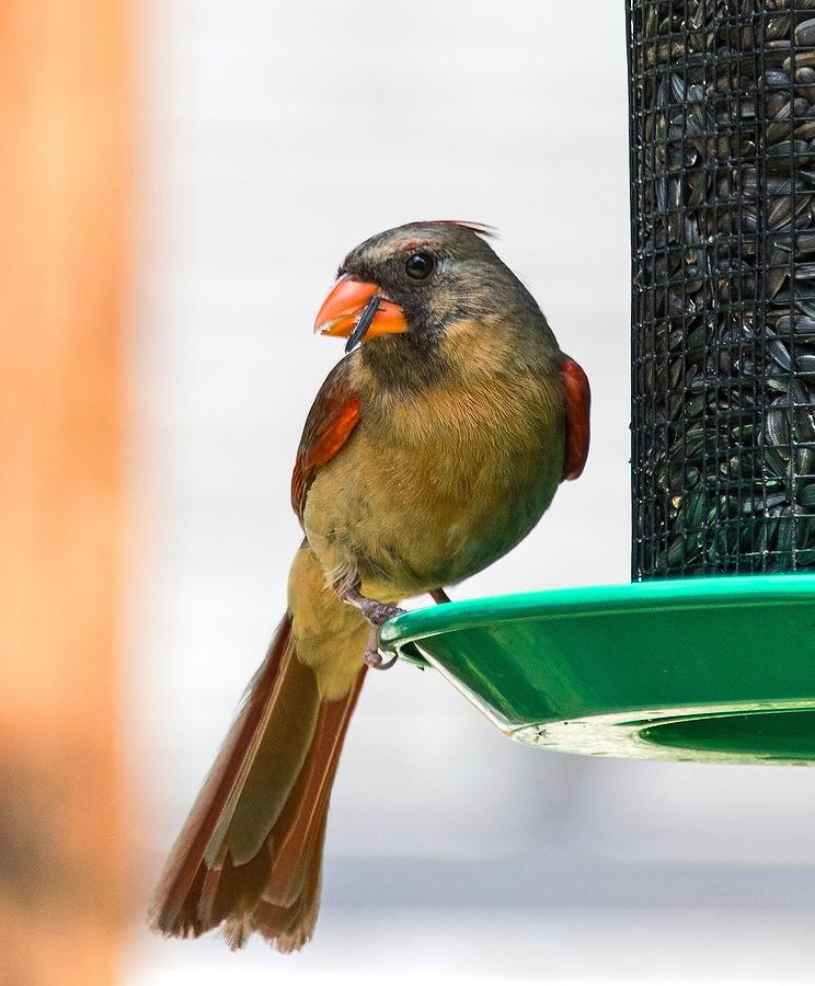 Female Cardinal Feeding by Chris White Photograph by C H Apperson
