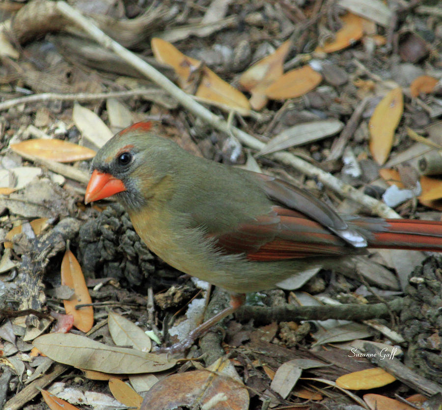 Female Cardinal II Photograph by Suzanne Gaff