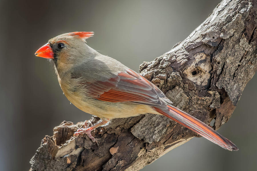 Female Cardinal Img 1 Photograph by Bruce Pritchett