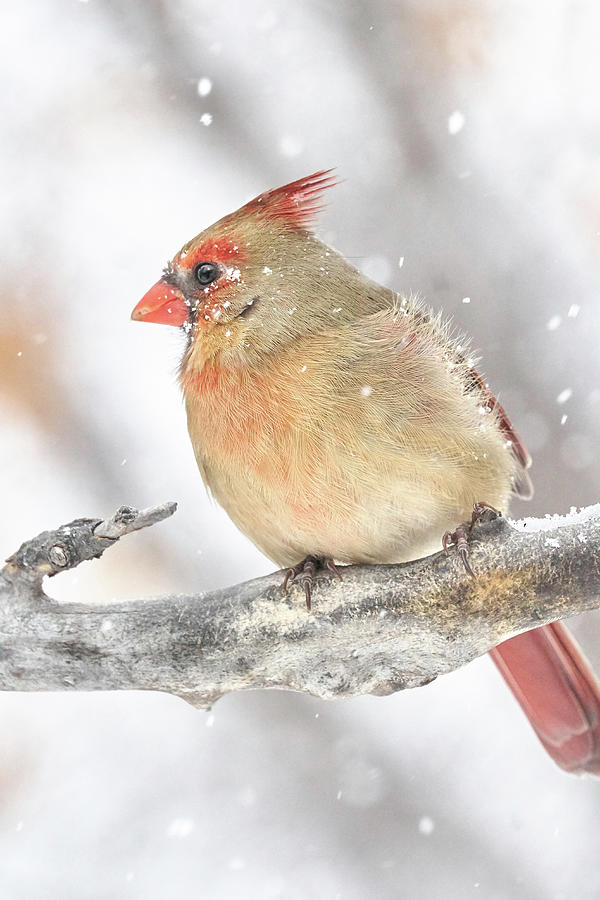 Female Cardinal in a snow storm Photograph by Jim Hughes