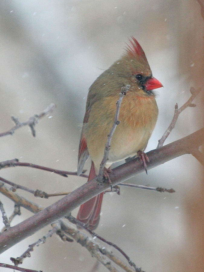 Bird Photograph - Female Cardinal In A Tree by Laurie With Bird Photograph - Female Cardinal In A Tree by Laurie With