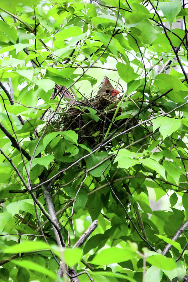 Cardinal Photograph - Female Cardinal in Her Nest by Cynthia Woods