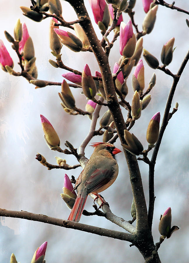 Female Cardinal In Magnolia Tree Photograph by Theresa Campbell