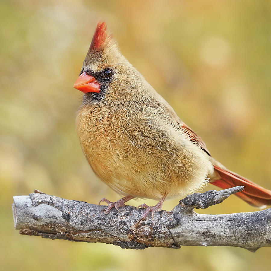 Female Cardinal in Minnesota autumn Photograph by Jim Hughes