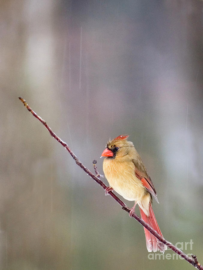 Female Cardinal in Rain Photograph by David Waldrop