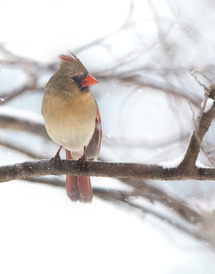 Female Cardinal in snow Photograph by Jack Nevitt