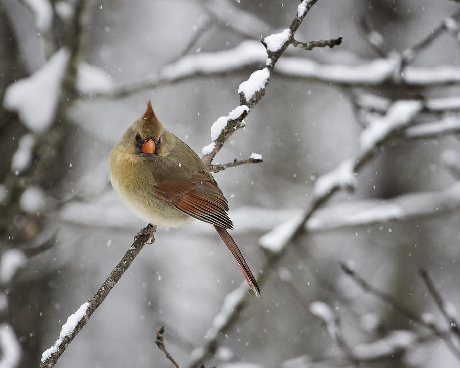 Female Cardinal in Snow Photograph by Rob Travis