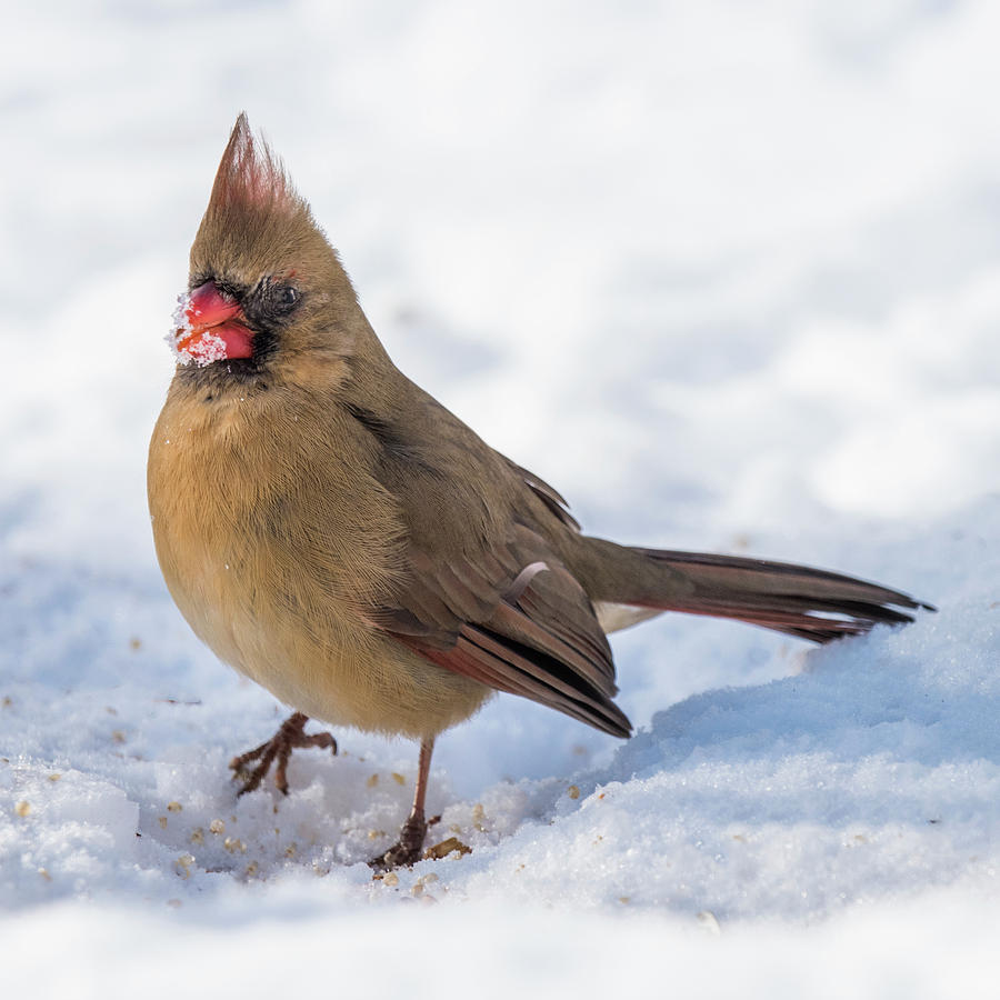 Female Cardinal In Snow Photograph by William Bitman