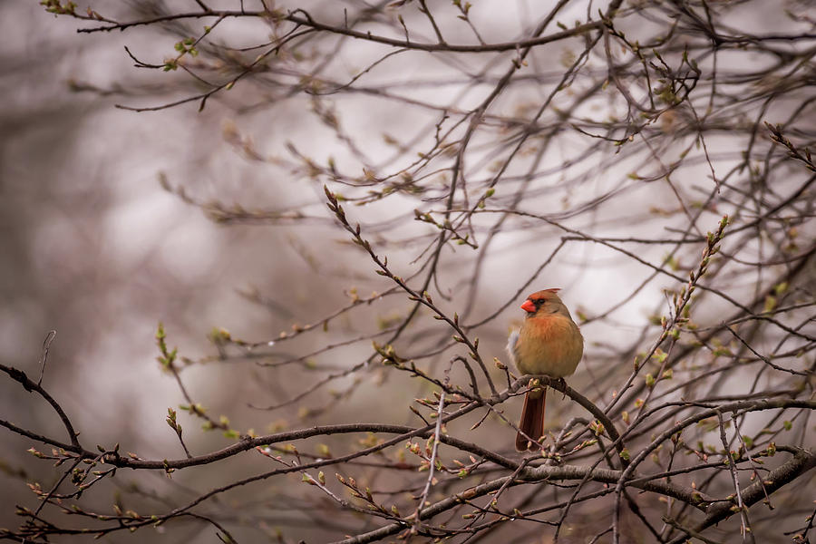 Female Cardinal in Spring 2017 Photograph by Terry DeLuco