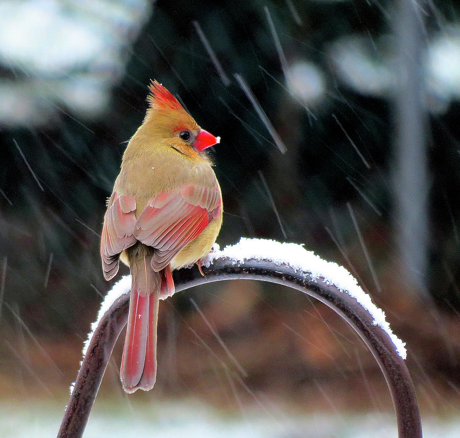 Female Cardinal in the Snow Photograph by Linda Stern