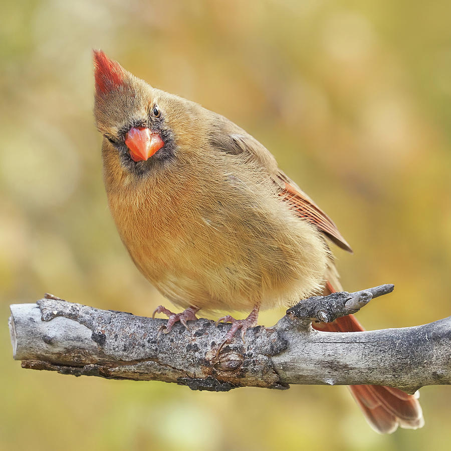 Female Cardinal is not impressed Photograph by Jim Hughes