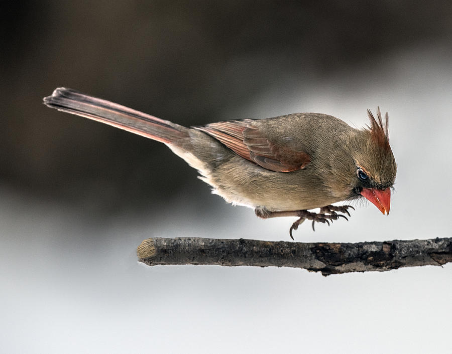 Female Cardinal Landing on Branch Photograph by William Bitman