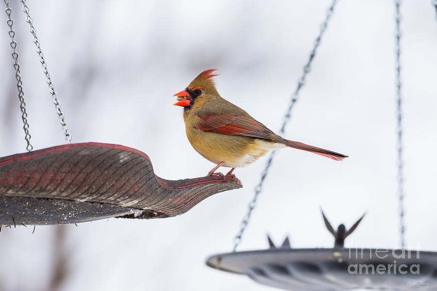Female Cardinal Lunch Time Photograph by Jennifer White