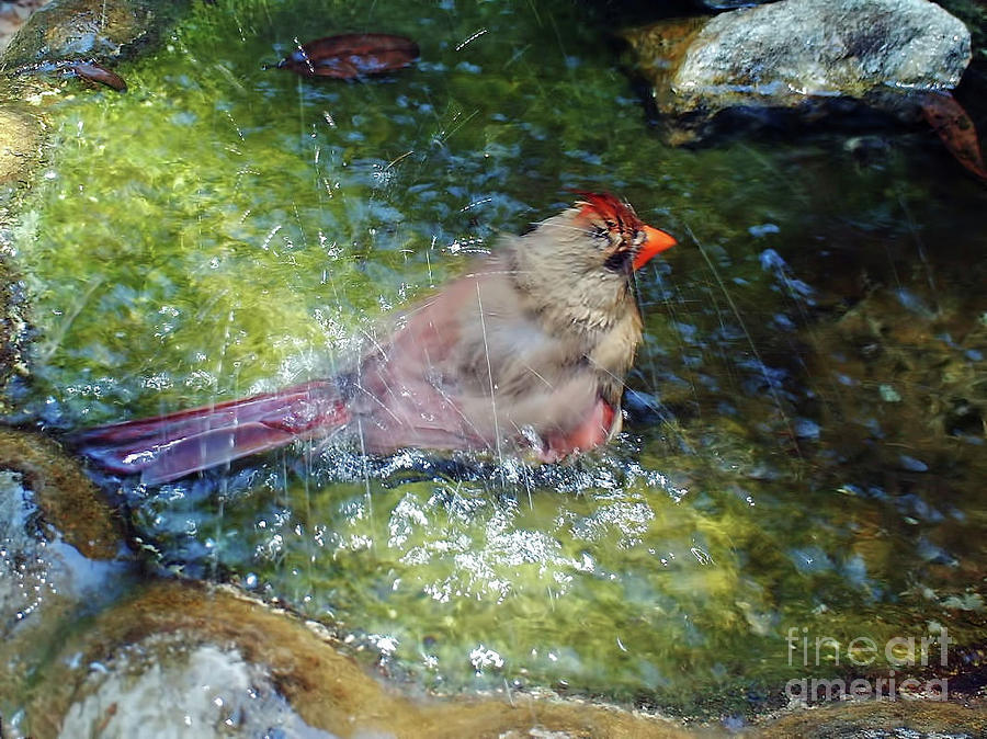 Female Cardinal Making A Splash Photograph by D Hackett