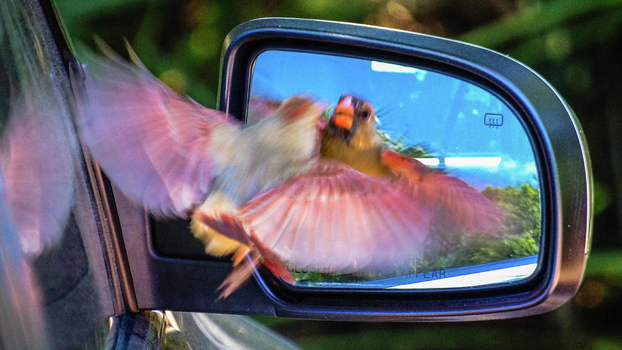 Female Cardinal Mirror Boca Raton Florida Photograph by Lawrence S Richardson Jr
