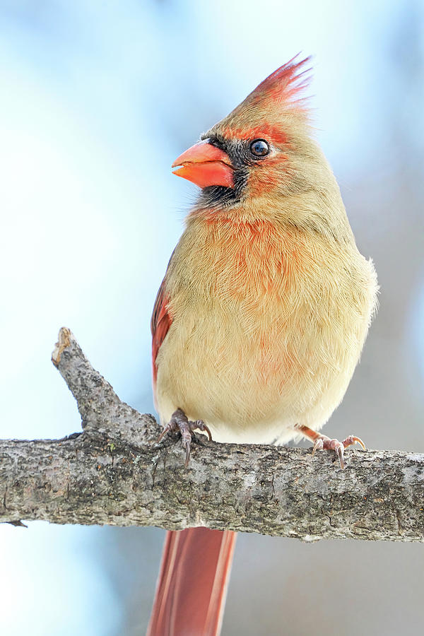 Cardinal Photograph - Female Cardinal on a winter morning by Jim Hughes