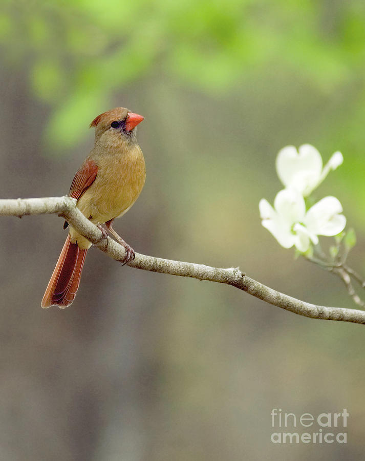 Female Cardinal on Dogwood Limb Photograph by David Waldrop