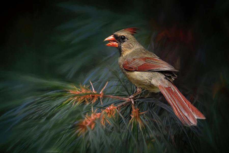 Female Cardinal on Evergreen Photograph by TnBackroadsPhotos