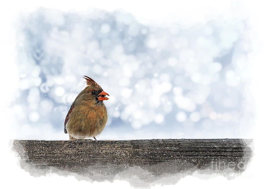 Female cardinal on fence post eating Photograph by Dan Friend