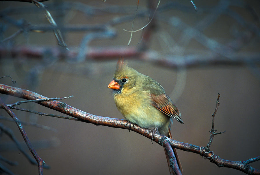 Female Cardinal on Winter Perch Photograph by Jeff Phillippi