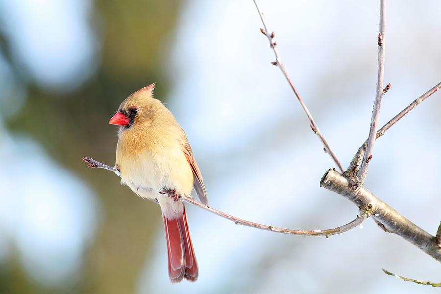 Female Cardinal Out On A Tiny Branch Photograph by Carol Montoya