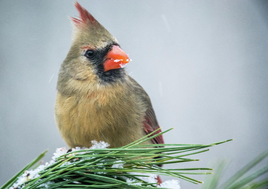 Female Cardinal Picking At Snow Photograph