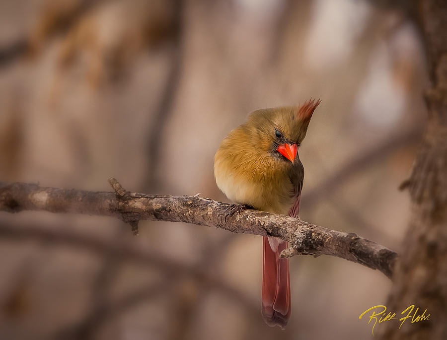 Female Cardinal Photograph by Rikk Flohr