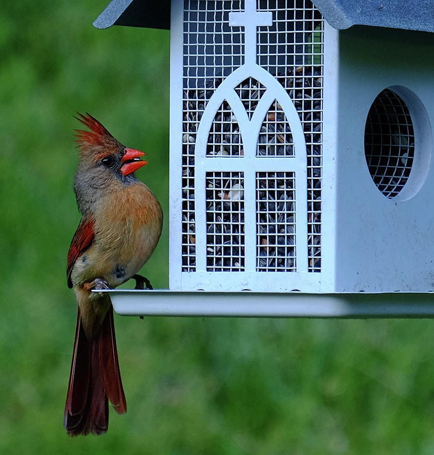 Female Cardinal Photograph by Ronda Ryan