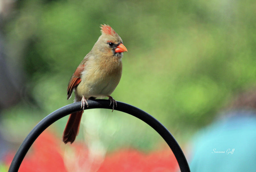 Female Cardinal Photograph by Suzanne Gaff