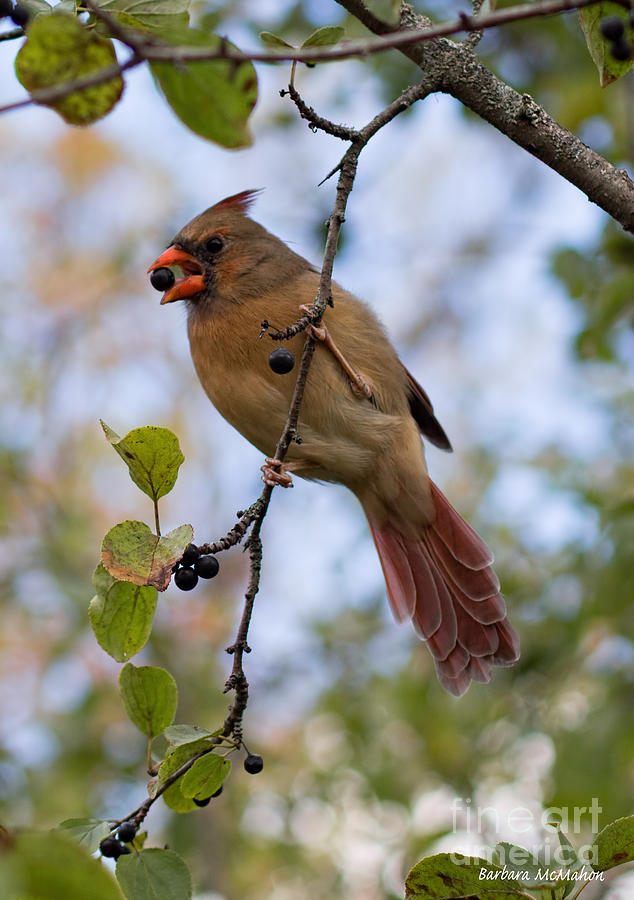 Female Cardinal With Berry Photograph by Barbara McMahon