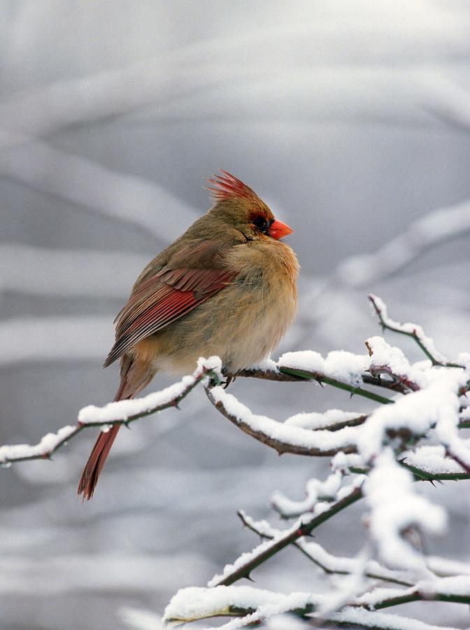 Bird Photograph - Female Cardnal in the Snow #2 by Terry Dickinson 