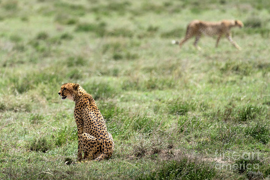 Female cheetah and male on the background Photograph by RicardMN Photography